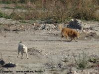 Imagine atasata: Dermatina - 2014.10.12 - 07.jpg